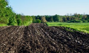 conventional tillage